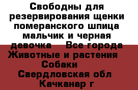 Свободны для резервирования щенки померанского шпица мальчик и черная девочка  - Все города Животные и растения » Собаки   . Свердловская обл.,Качканар г.